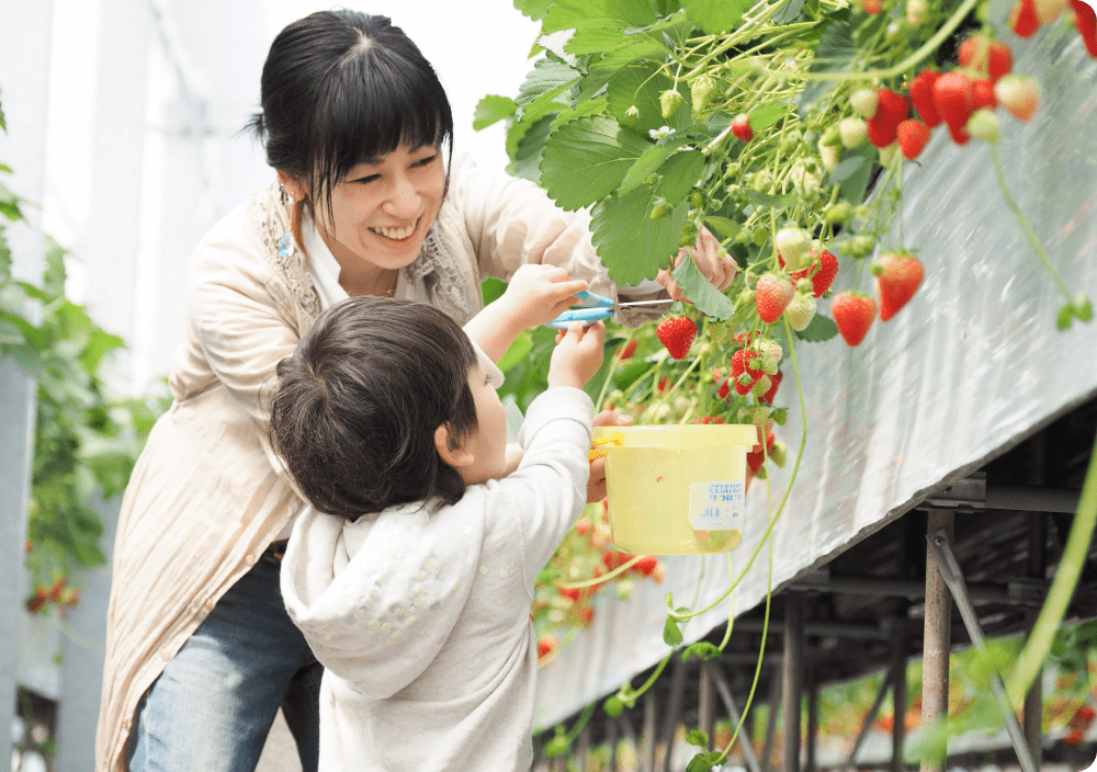 子供と母親がいちご狩りをする写真